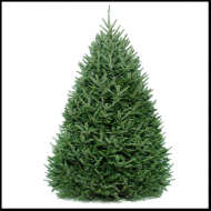Fraser-Fir