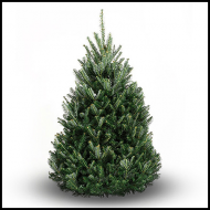 balsam-fir-500x500